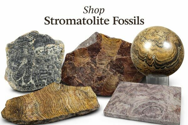 Stromatolite Fossils For Sale